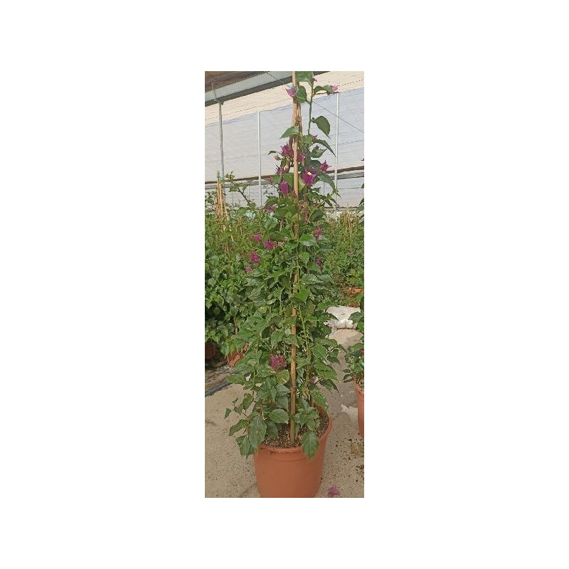 BOUGAINVILLEA ALEXANDRA PIRAMIDE C-5L