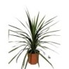 CORDYLINE AUSTRALIS PEKO C-5L