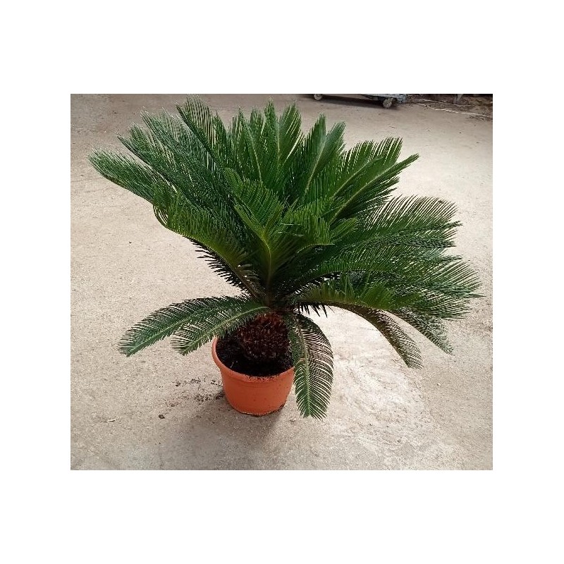 CYCAS REVOLUTA 20/30 C-15L