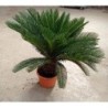 CYCAS REVOLUTA 20/30 C-15L