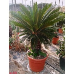 CYCAS REVOLUTA 40/50 C-35/45L