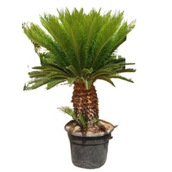 CYCAS REVOLUTA 50/60 C-65