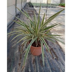 DIANELLA TASMANICA VARIEGATA C-5L