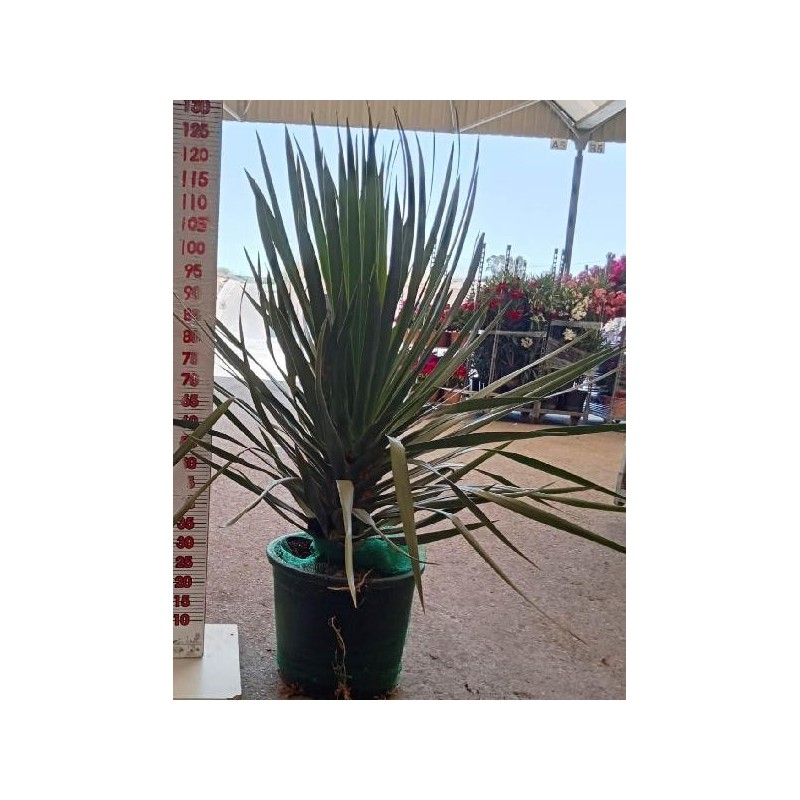 DRACAENA DRACO C-35