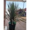 DRACAENA DRACO C-35