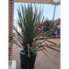 DRACAENA DRACO C-35