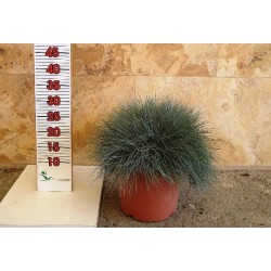 FESTUCA INTTENSE BLUE C-5L