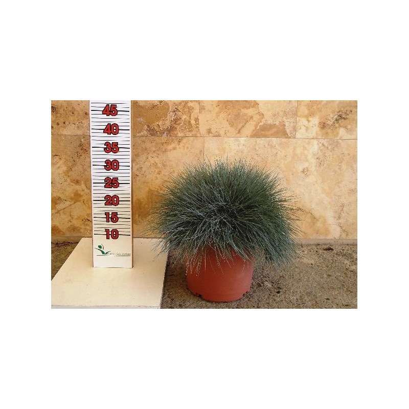 FESTUCA INTTENSE BLUE C-5L