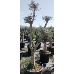 OLEA EUROPAEA POMPON C-65L