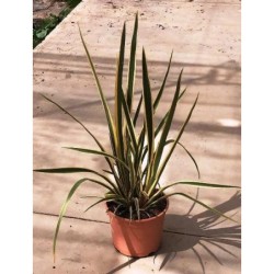 PHORMIUM TENAX VARIEGATA C-5L