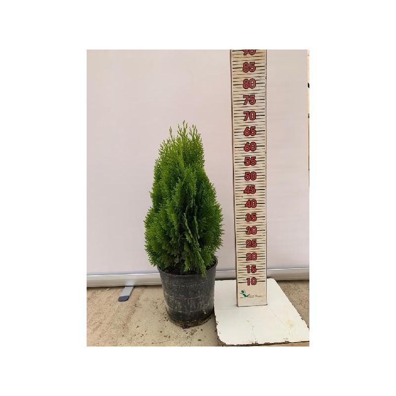 THUJA AUREA NANA C-22