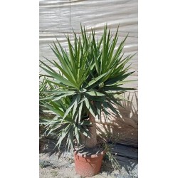 YUCCA ELEPHANTIPES BRANCHED C-35L