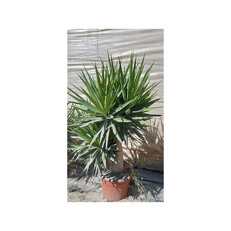 YUCCA ELEPHANTIPES BRANCHED C-35L