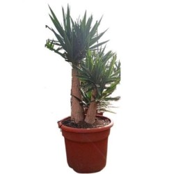 YUCCA ELEPHANTIPES BRANCHED C-45L