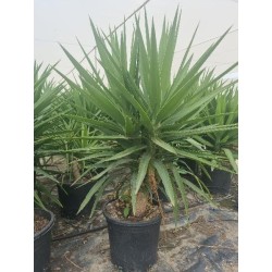 YUCCA ELEPHANTIPES (2/4...