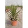 YUCCA ELEPHANTIPES JEWEL C-10L (1 PLANTA)