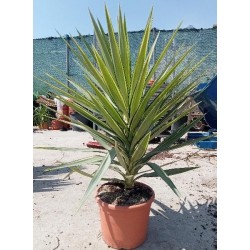 YUCCA ELEPHANTIPES JEWEL C-15L (1 PLANTA)