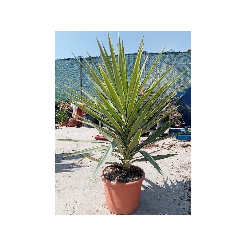 YUCCA ELEPHANTIPES JEWEL C-15L (1 PLANTA)