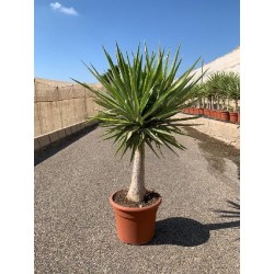 YUCCA ELEPHANTIPES JEWEL...