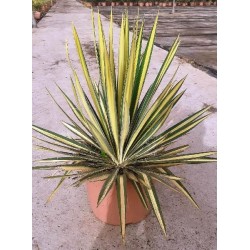 YUCCA FILAMENTOSA COLOR GUARD C-10L