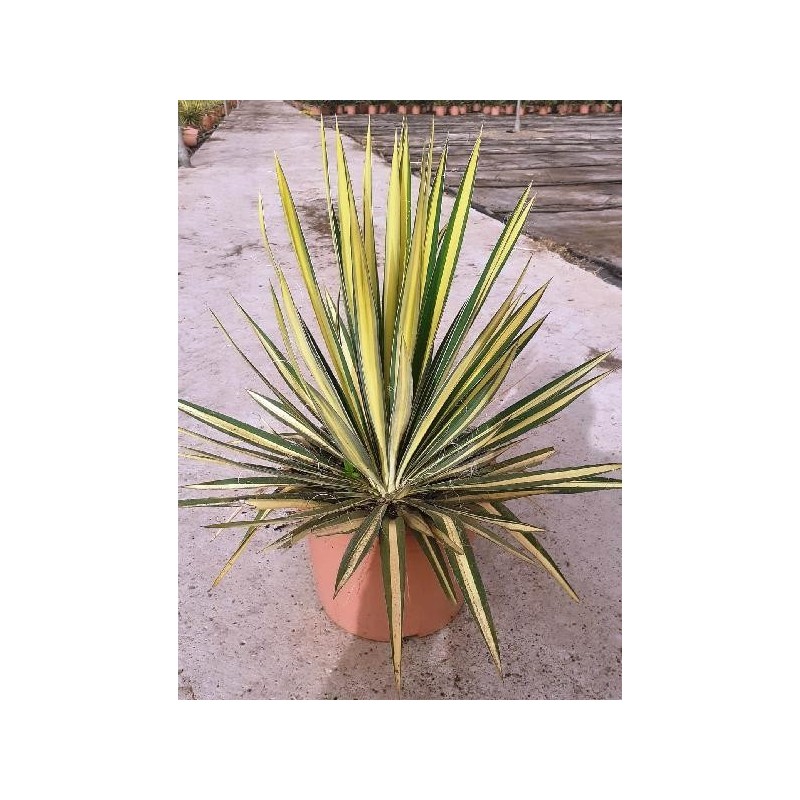 YUCCA FILAMENTOSA COLOR GUARD C-10L