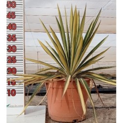 YUCCA FILAMENTOSA COLOR GUARD C-5L