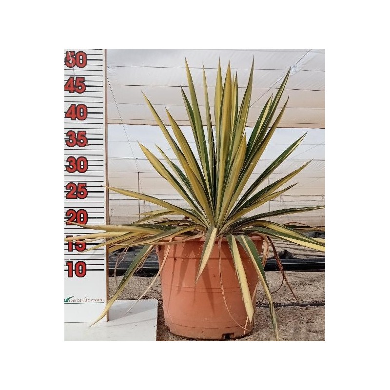 YUCCA FILAMENTOSA COLOR GUARD C-5L