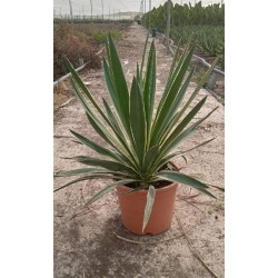 YUCCA GLORIOSA VARIEGATA C-5L