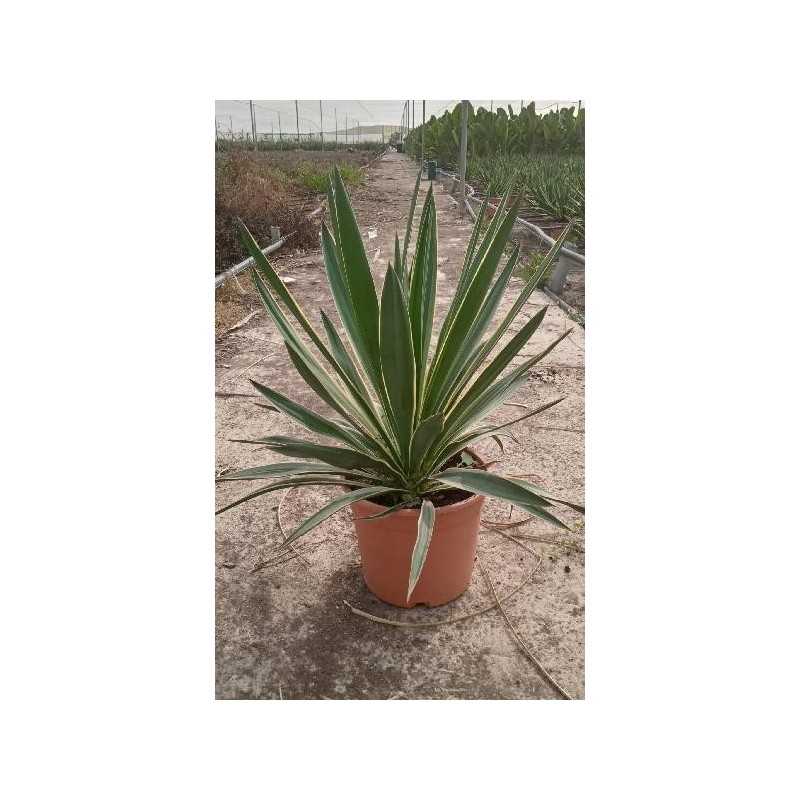 YUCCA GLORIOSA VARIEGATA C-5L