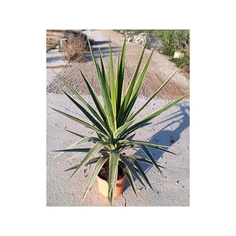 YUCCA PUCK C-5L