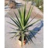 YUCCA PUCK C-5L