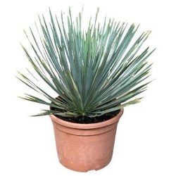 YUCCA ROSTRATA C-10L