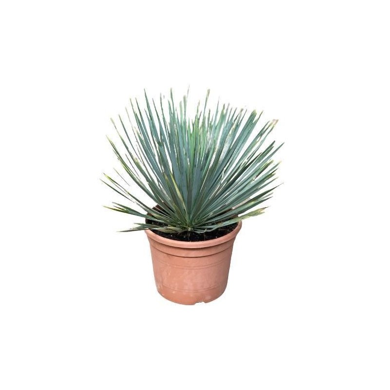 YUCCA ROSTRATA C-10L