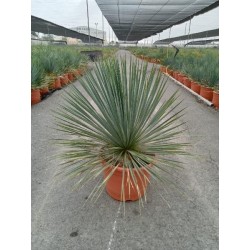 YUCCA ROSTRATA C-15L