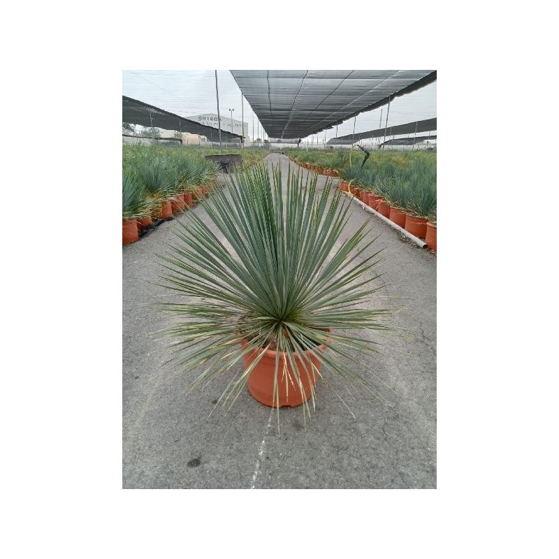 YUCCA ROSTRATA C-15L