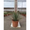 YUCCA ROSTRATA C-5L