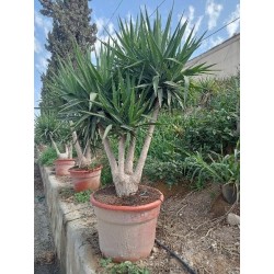 YUCCA ELEPHANTIPES BRANCHED...