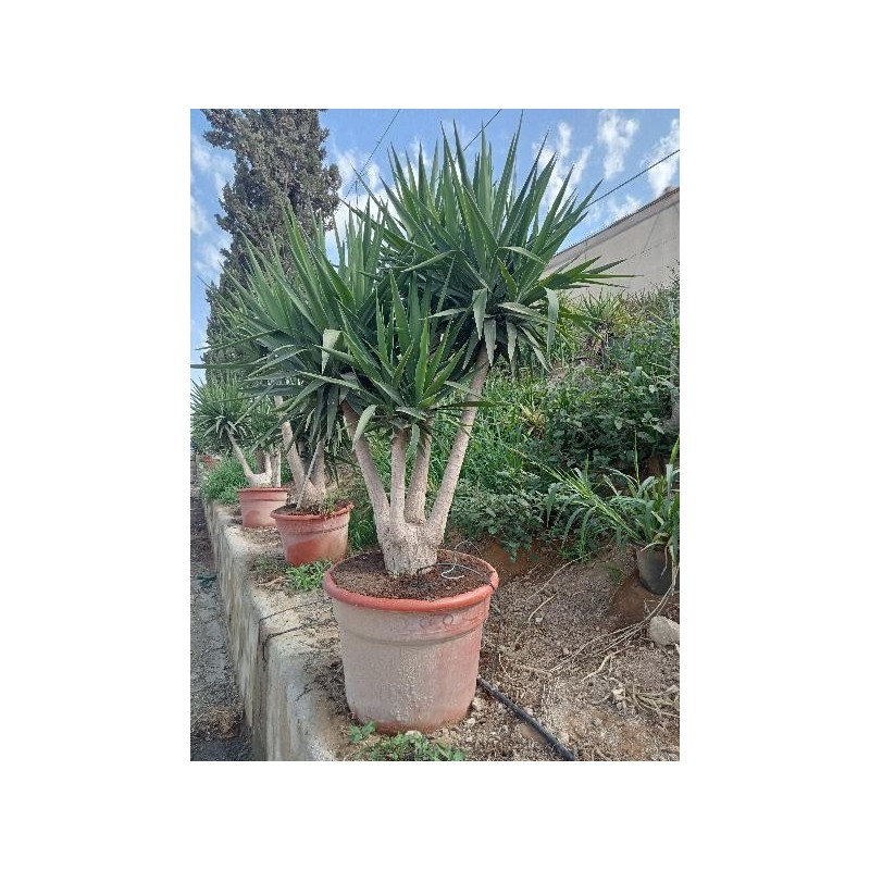 YUCCA ELEPHANTIPES BRANCHED C-65L