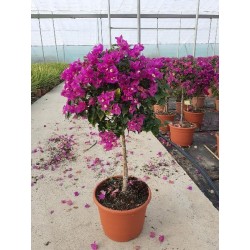 BOUGAINVILLEA ALEXANDRA...