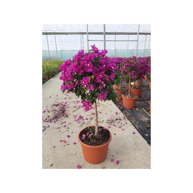 BOUGAINVILLEA ALEXANDRA COPA C-15L