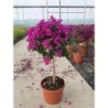 BOUGAINVILLEA ALEXANDRA COPA C-15L