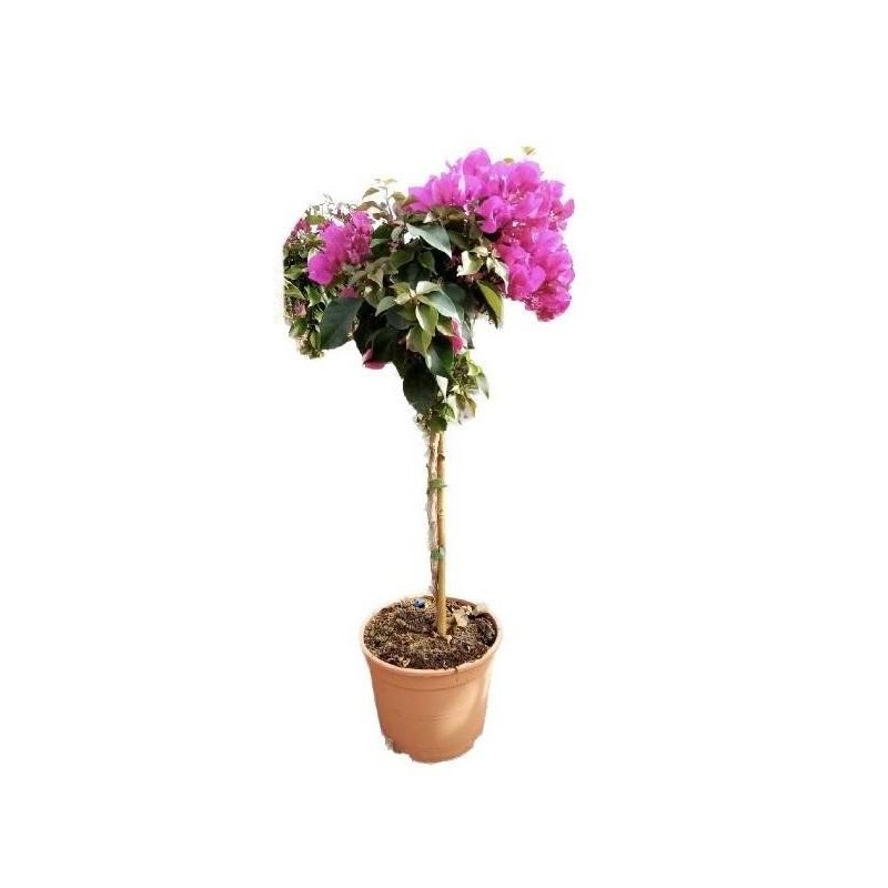 BOUGAINVILLEA FUCSIA COPA C-5L