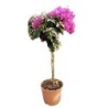 BOUGAINVILLEA FUCSIA COPA C-5L